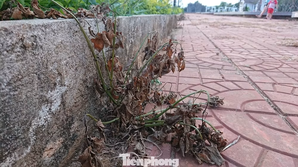 Công viên đội vốn 'tiền tỷ' vừa nghiệm thu đã hỏng ảnh 9
