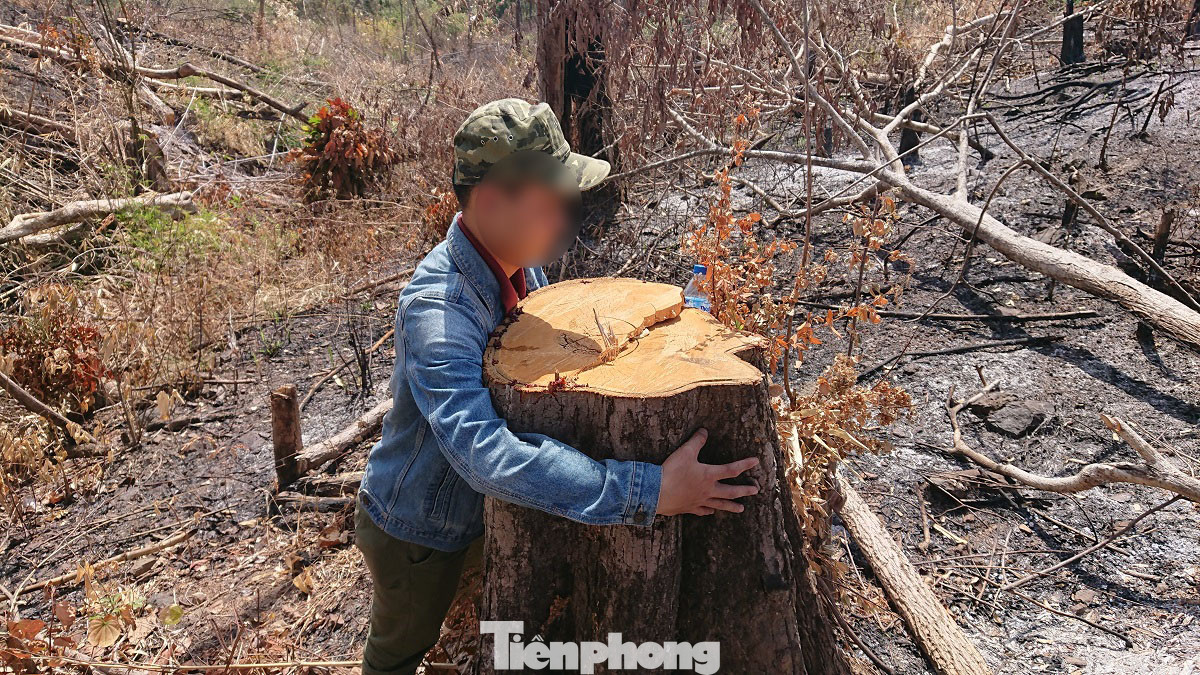 Tàn phá rừng phòng hộ đúng dịp Tết Nguyên đán ảnh 1