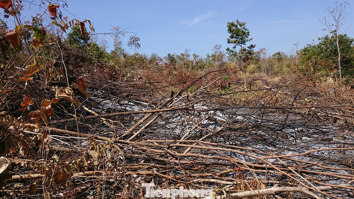 Tàn phá rừng phòng hộ đúng dịp Tết Nguyên đán ảnh 2