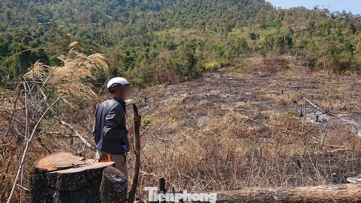 Tàn phá rừng phòng hộ đúng dịp Tết Nguyên đán ảnh 4