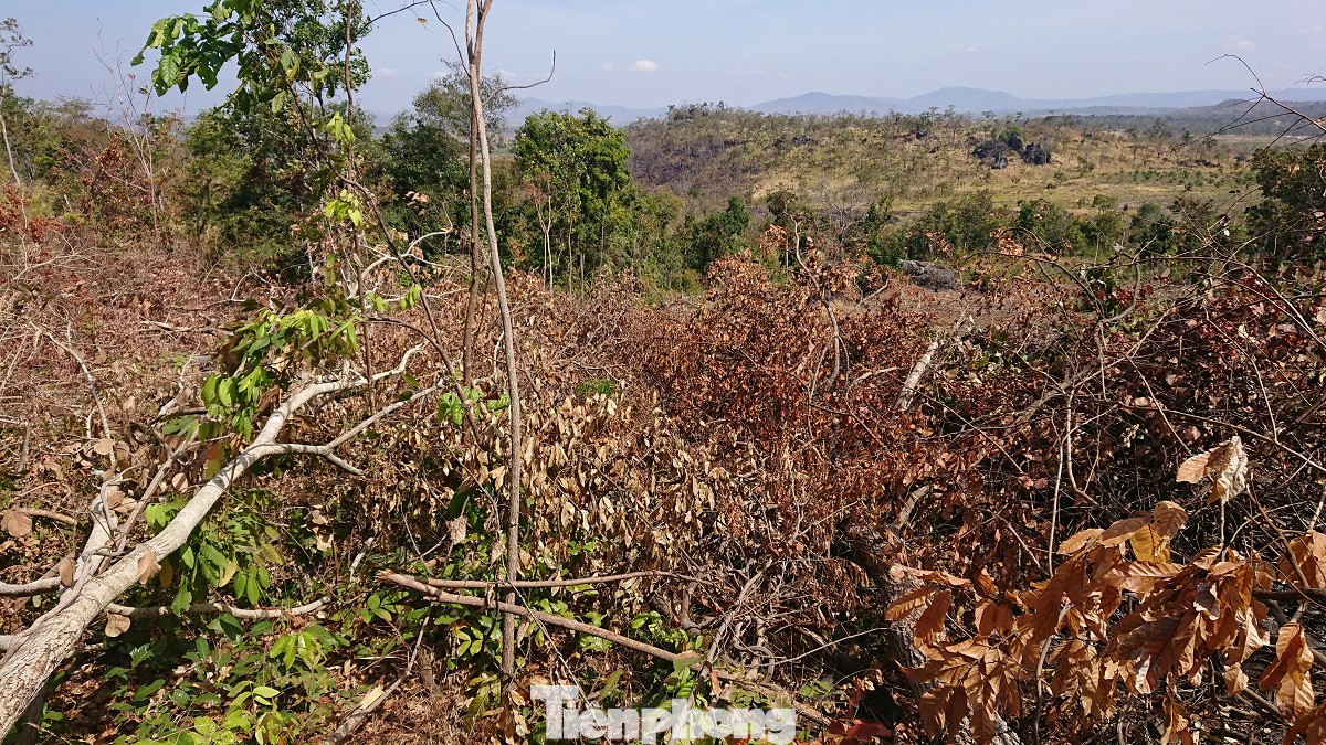 Tàn phá rừng phòng hộ đúng dịp Tết Nguyên đán ảnh 5