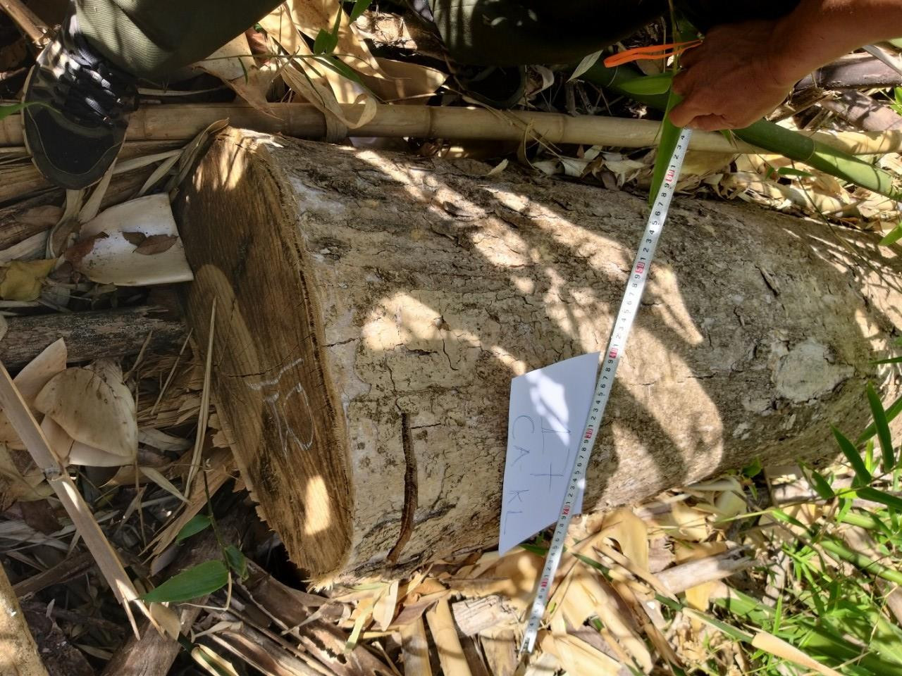 Phát hiện vụ hủy hoại rừng quy mô lớn ở tỉnh Đắk Nông ảnh 1