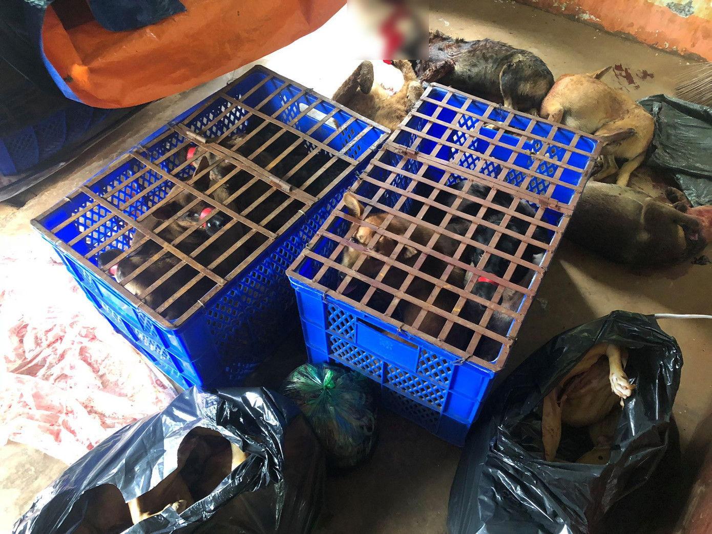 Nhóm trộm chó sử dụng bột cay để chống trả ảnh 2