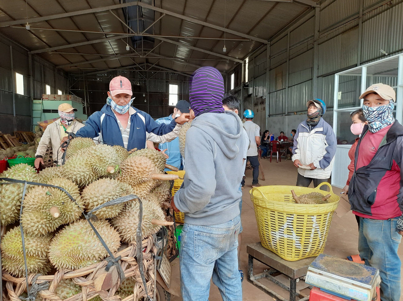 Áp thuế thu mua sầu riêng ở Đắk Lắk, Tổng Cục thuế lên tiếng ảnh 1