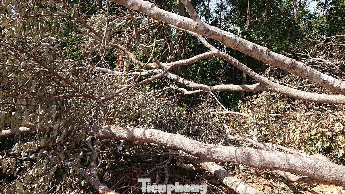 Tàn phá rừng phòng hộ đúng dịp Tết Nguyên đán ảnh 18