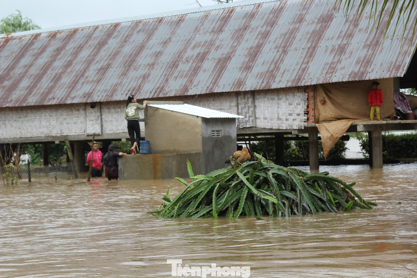 Hậu bão số 6: Người Đắk Lắk 'buốt ruột' khi tài sản, hoa màu mất trắng ảnh 10