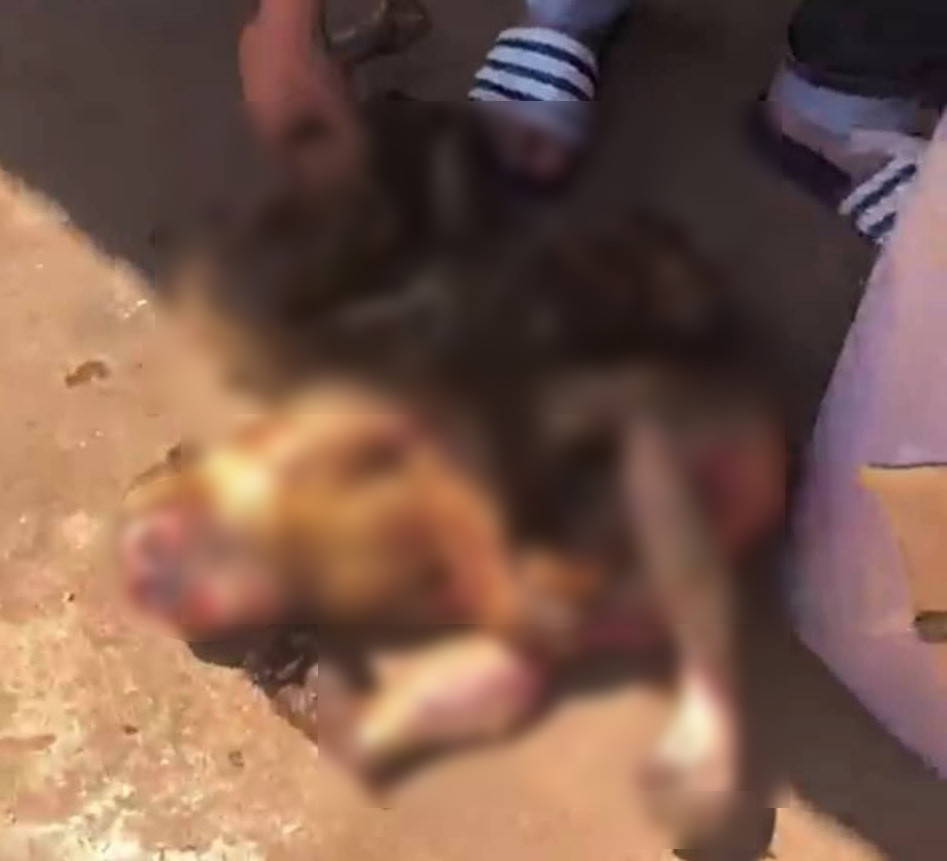 Liên tiếp phát hiện xe vận chuyển động vật hoang dã ảnh 1