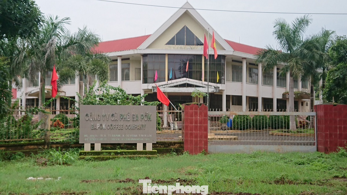 Nhổ cà phê làm khu đô thị: Nông dân đi về đâu? ảnh 1