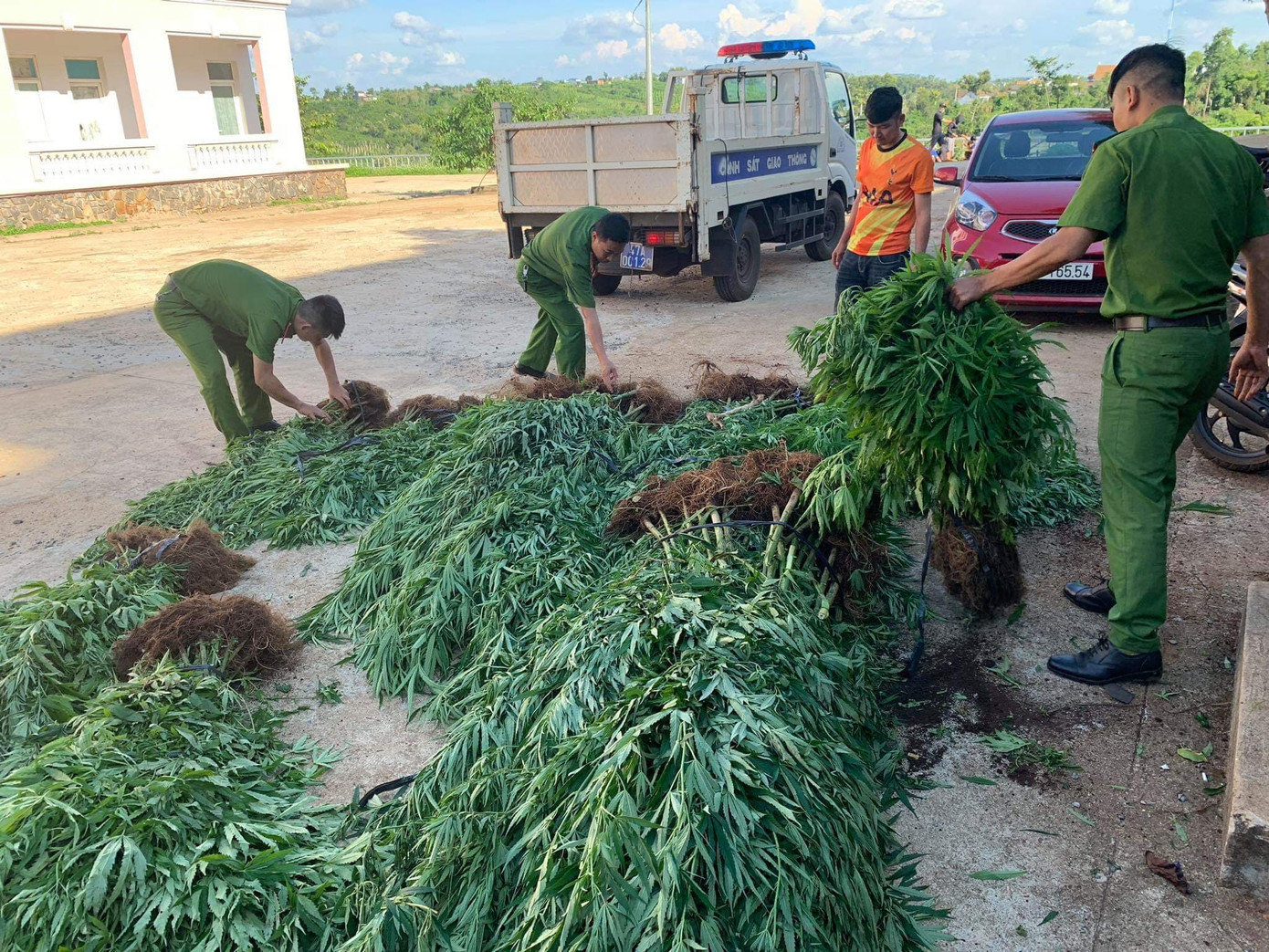 Trồng xen canh hơn 1ha cần sa cho gà ăn? ảnh 1