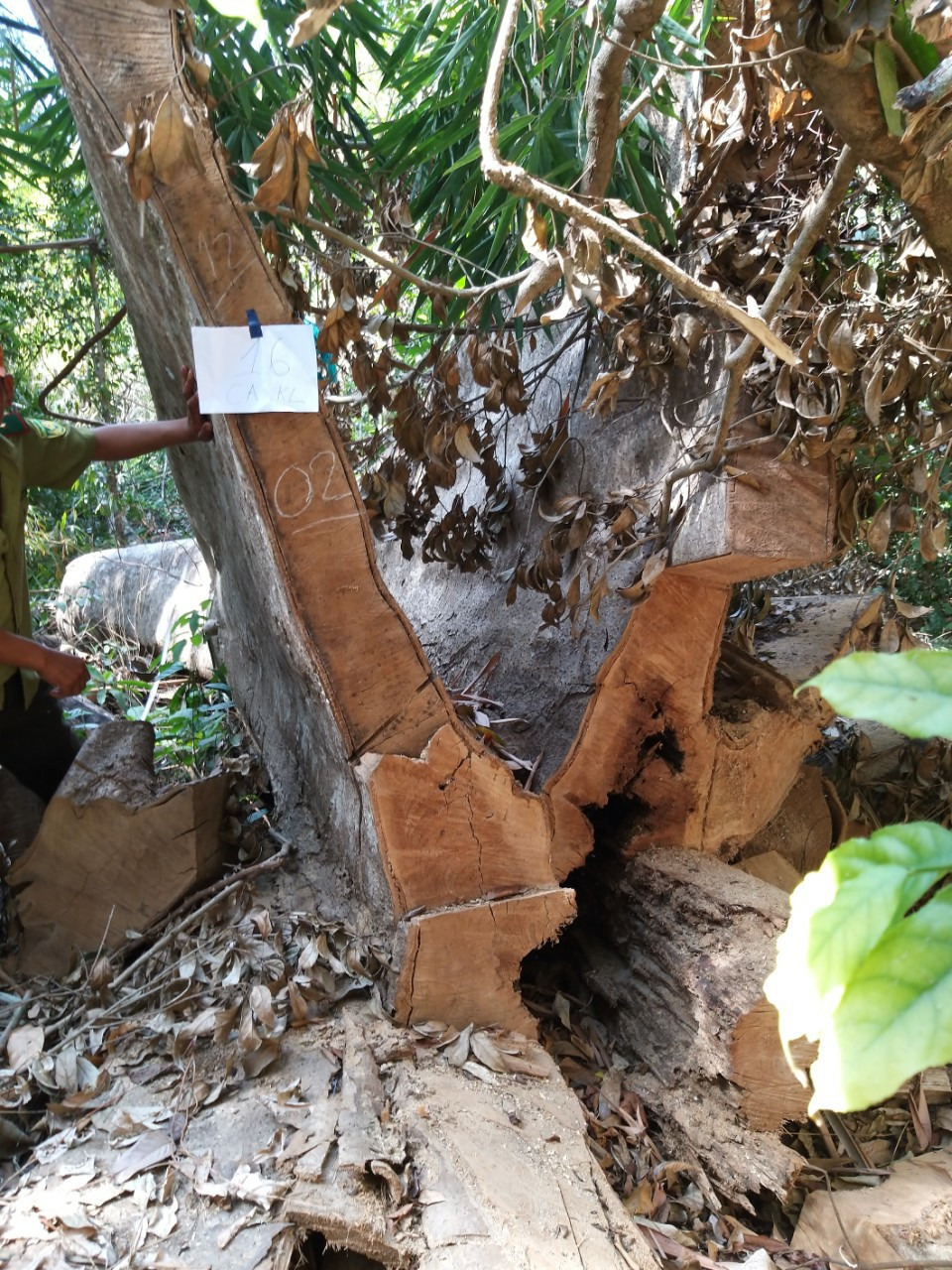 Đề nghị xử lý hình sự vụ hủy hoại rừng quy mô lớn ở Đắk Nông ảnh 1