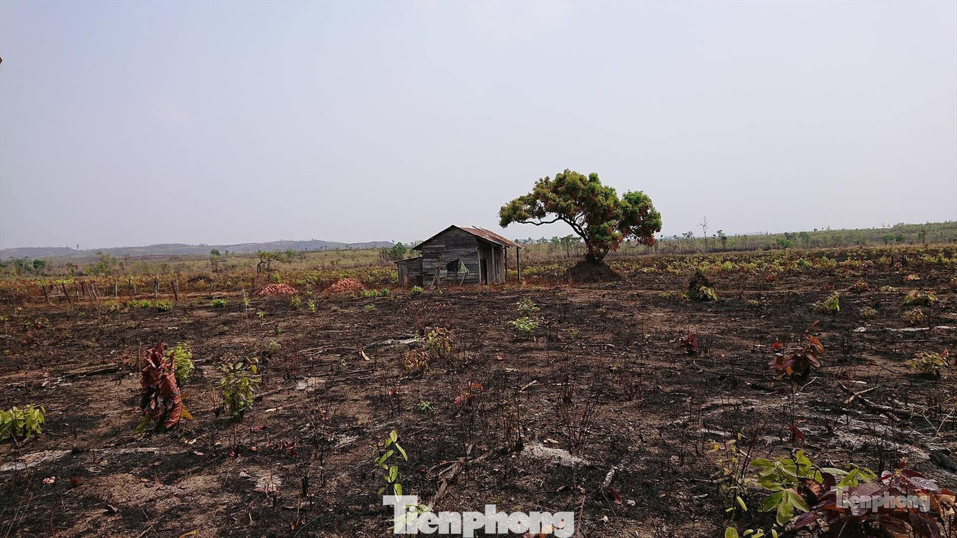 Quan chức để mất hơn 10.500 ha rừng, có nhà gỗ lớn: 'Báo chí vào càng nổi tiếng' ảnh 3