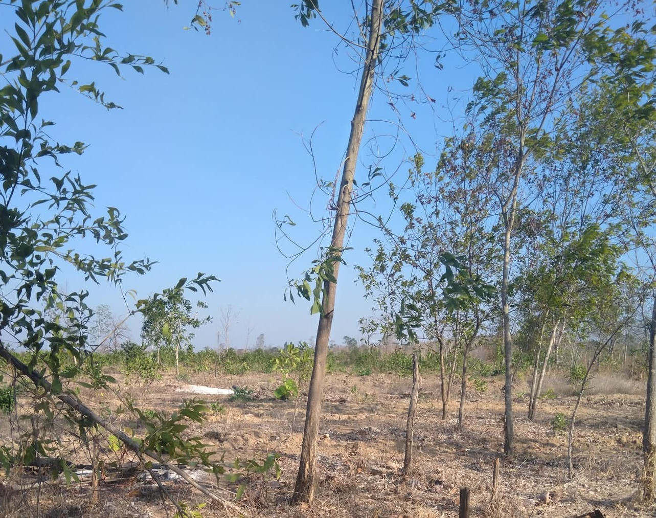 Công an điều tra 4 công ty lâm nghiệp để mất rừng quy mô lớn ảnh 2