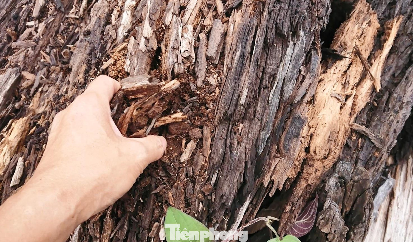 Cả nghìn m3 gỗ trục vớt rồi để mục nát, ai xót tài sản công? ảnh 1