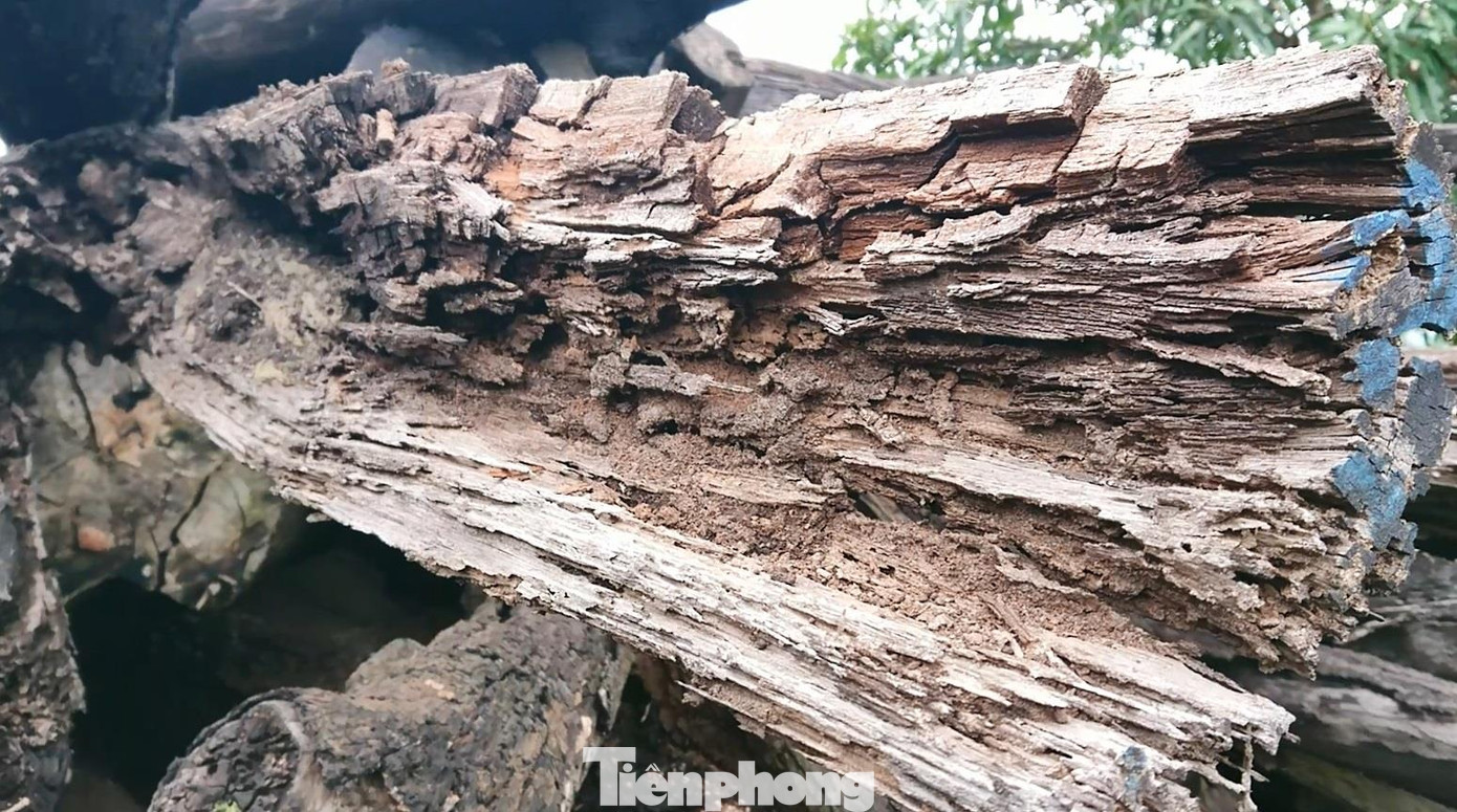 Cả nghìn m3 gỗ trục vớt rồi để mục nát, ai xót tài sản công? ảnh 4