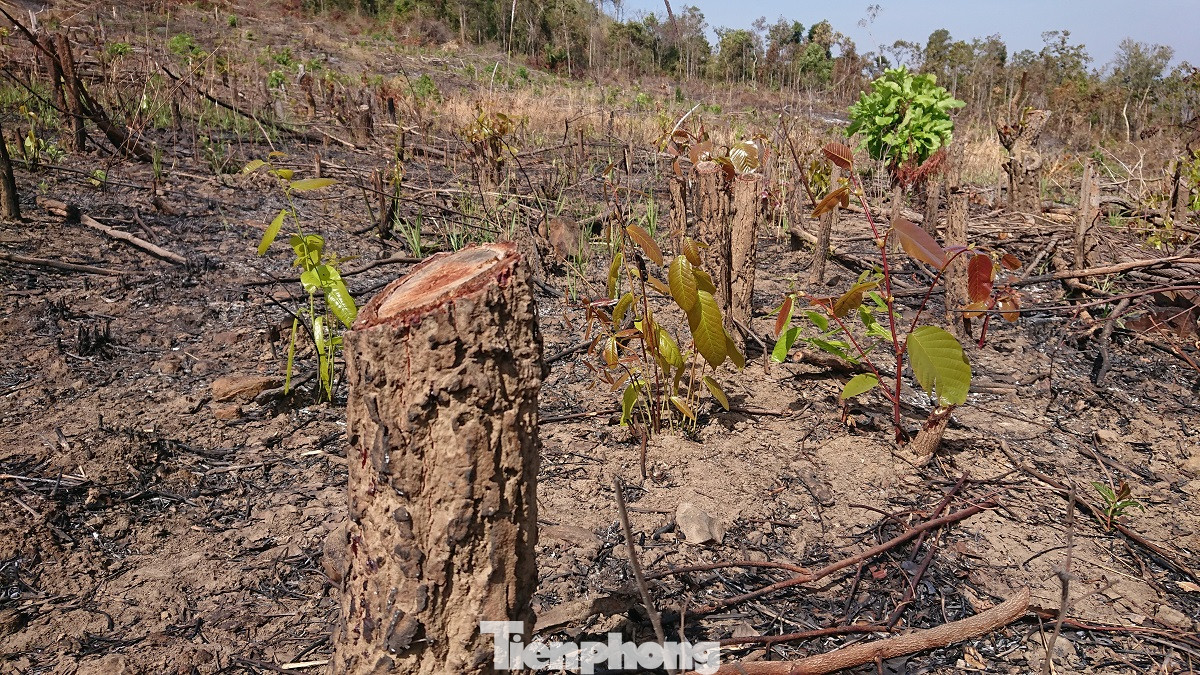 Tàn phá rừng phòng hộ đúng dịp Tết Nguyên đán ảnh 6