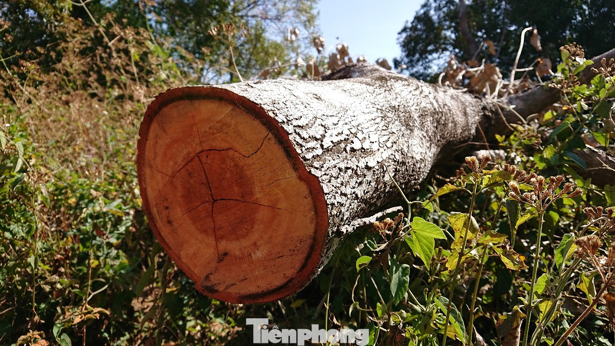 Tàn phá rừng phòng hộ đúng dịp Tết Nguyên đán ảnh 14