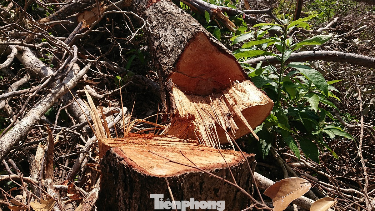 Tàn phá rừng phòng hộ đúng dịp Tết Nguyên đán ảnh 15