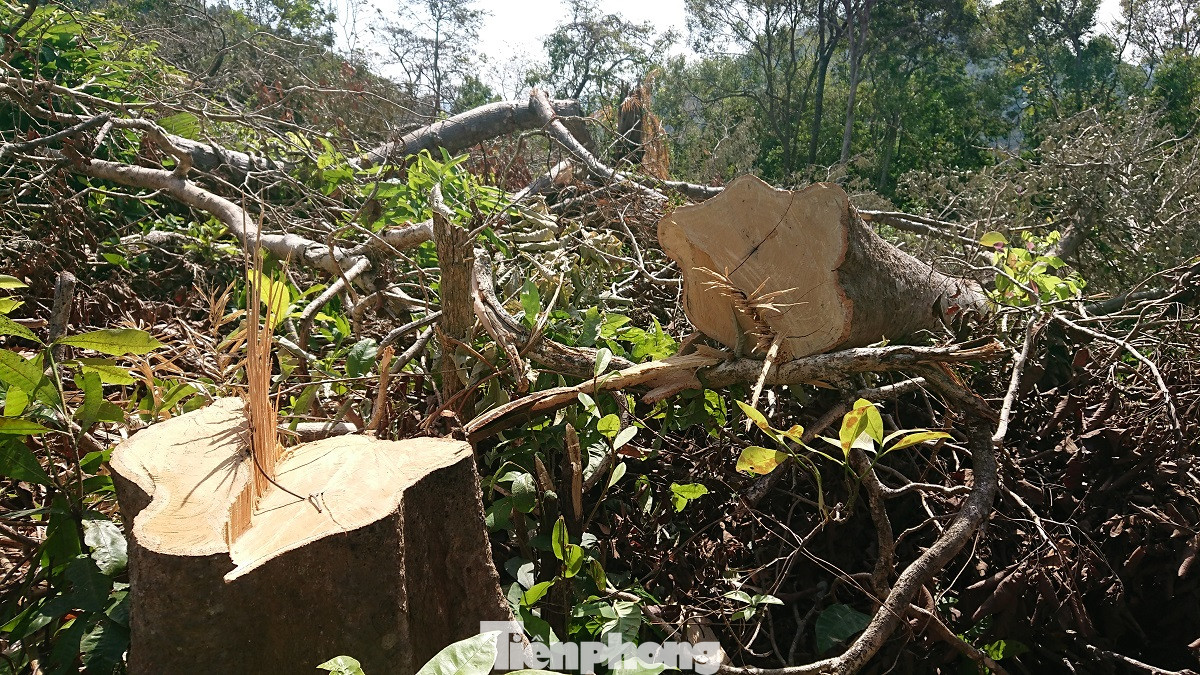Tàn phá rừng phòng hộ đúng dịp Tết Nguyên đán ảnh 13