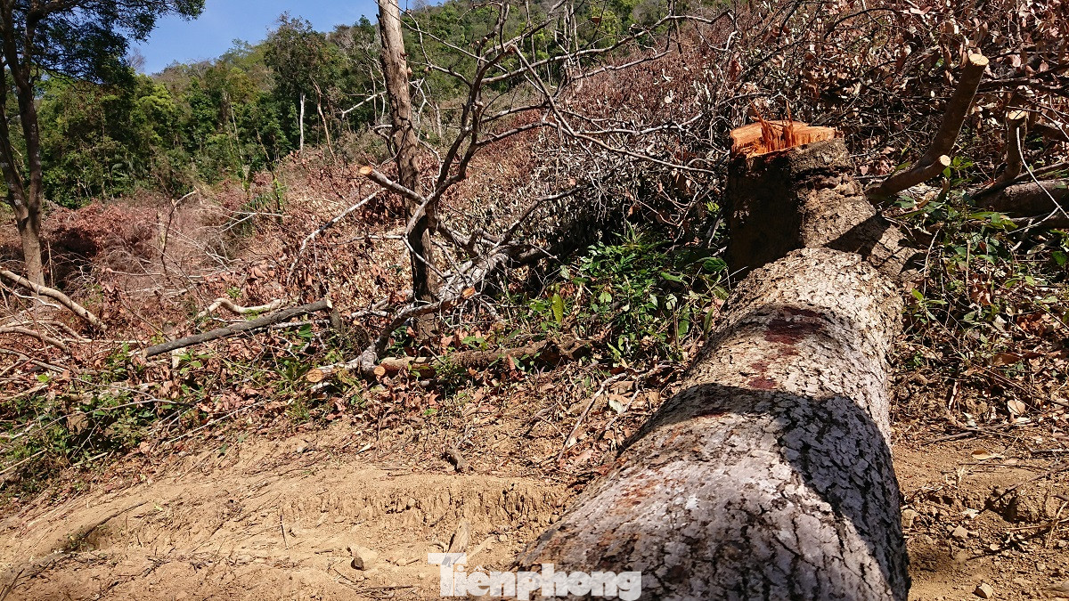 Tàn phá rừng phòng hộ đúng dịp Tết Nguyên đán ảnh 17