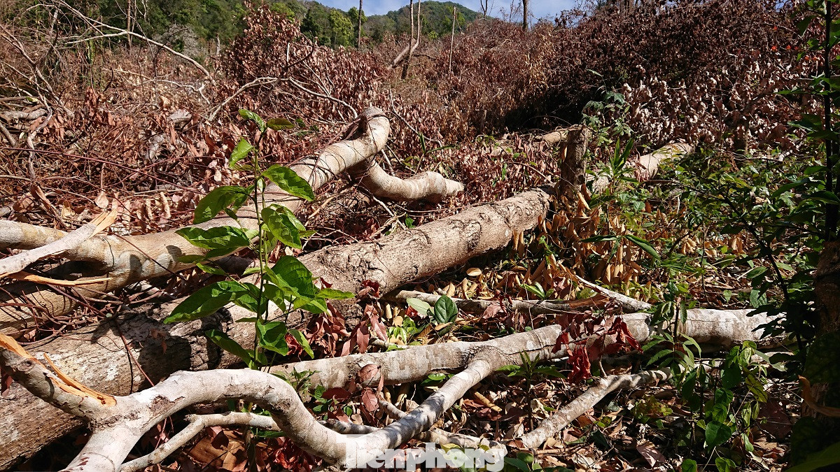 Tàn phá rừng phòng hộ đúng dịp Tết Nguyên đán ảnh 16