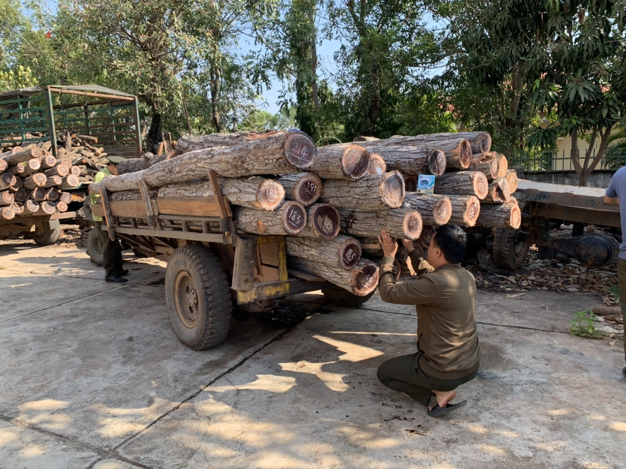 Lâm tặc vừa chặt cây, chủ rừng nói gỗ đã mục nát ảnh 1