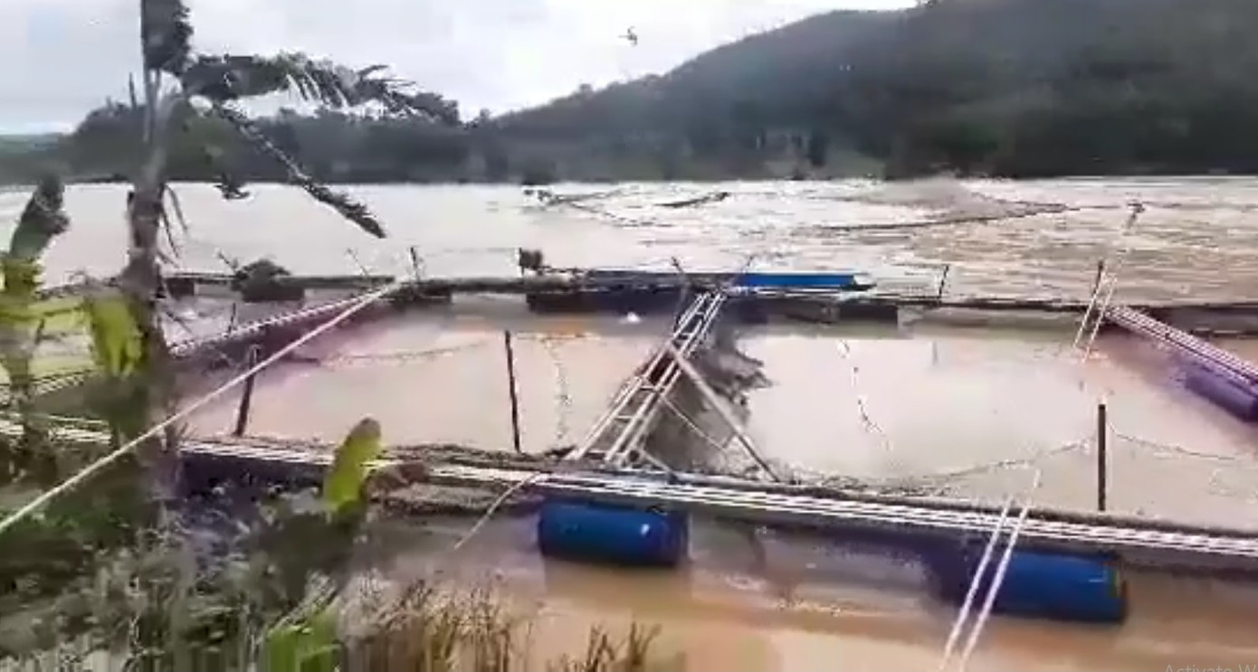 Thủy điện Buôn Kuốp xả nước, dân nuôi cá trắng tay ảnh 2