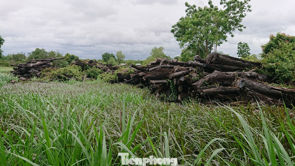 Cả nghìn m3 gỗ trục vớt rồi để mục nát, ai xót tài sản công? ảnh 2