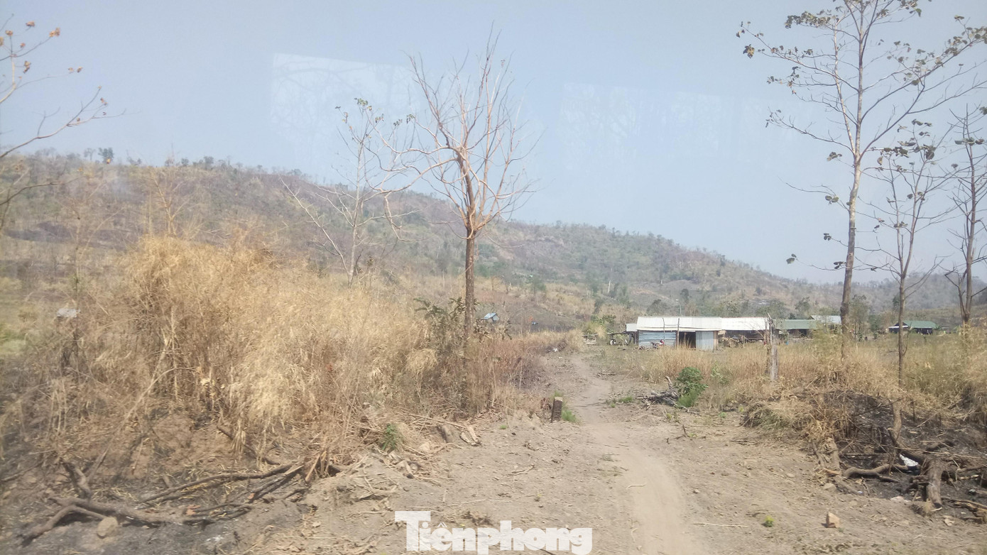 Hơn 22 nghìn ha rừng ở Đắk Lắk bị xóa sổ ra sao? ảnh 2