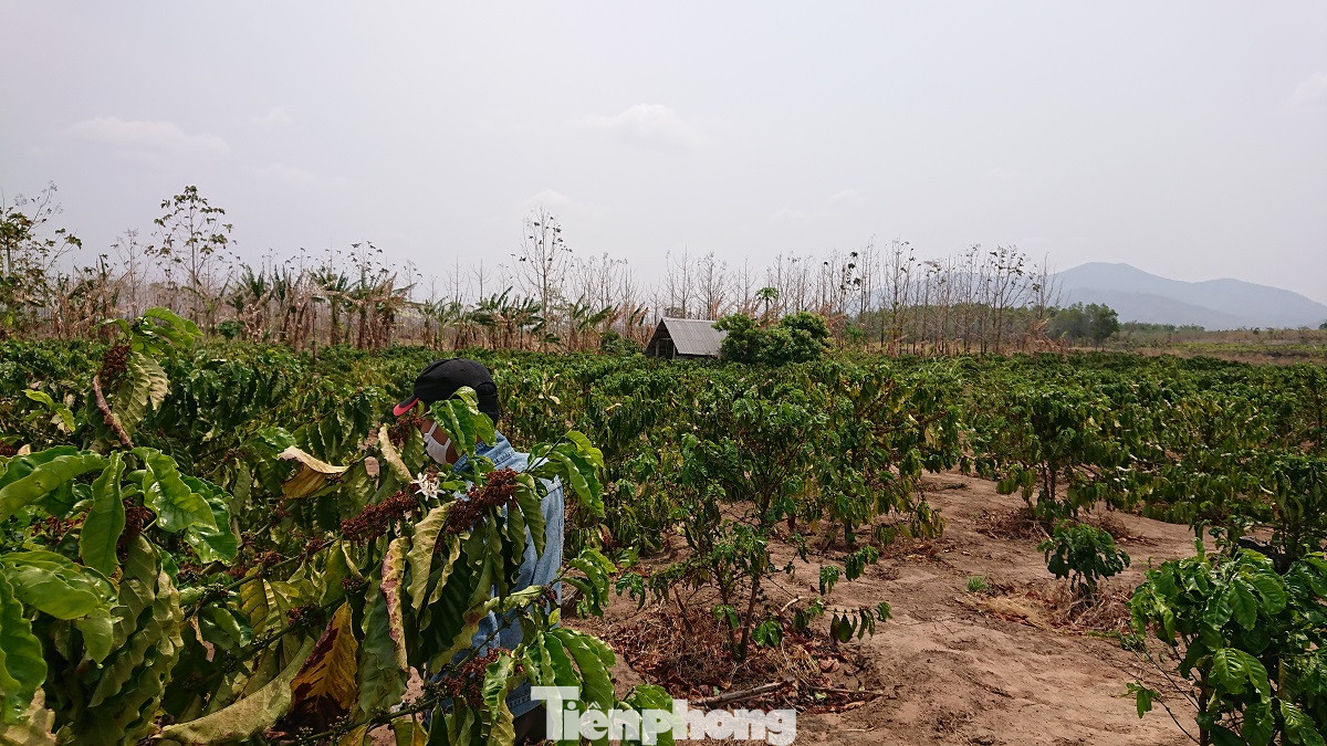 Hơn 22 nghìn ha rừng ở Đắk Lắk bị xóa sổ ra sao? ảnh 1