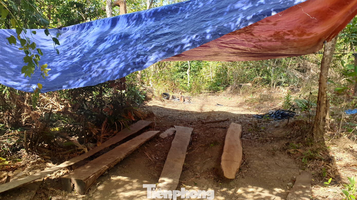 Tàn phá rừng phòng hộ đúng dịp Tết Nguyên đán ảnh 9