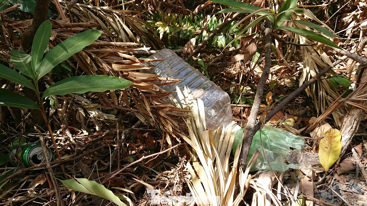 Tàn phá rừng phòng hộ đúng dịp Tết Nguyên đán ảnh 11