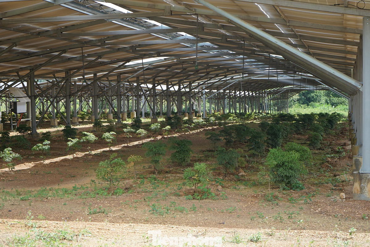 Điện mặt trời 'bát nháo' Buôn Ma Thuột: Trách nhiệm của Cty điện lực ở đâu? ảnh 4