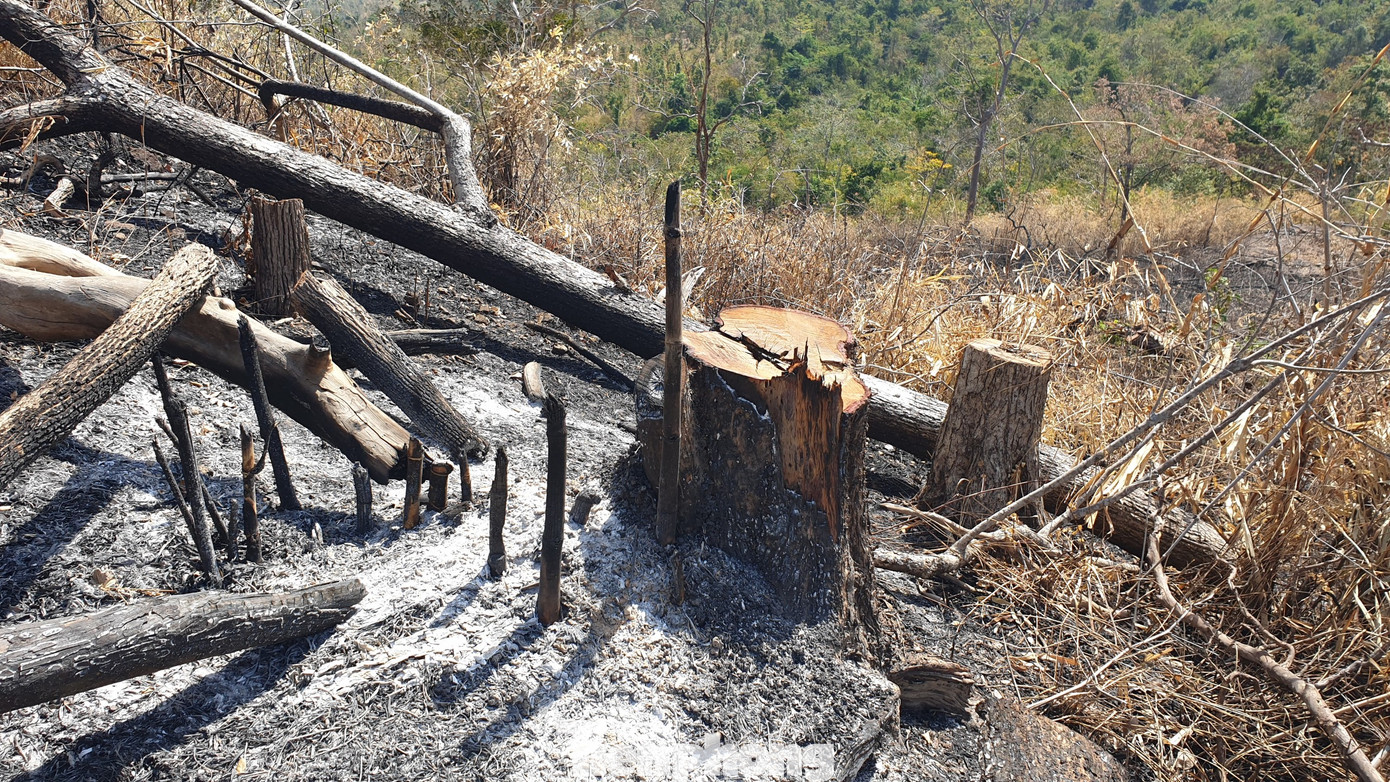 Tàn phá rừng phòng hộ đúng dịp Tết Nguyên đán ảnh 3