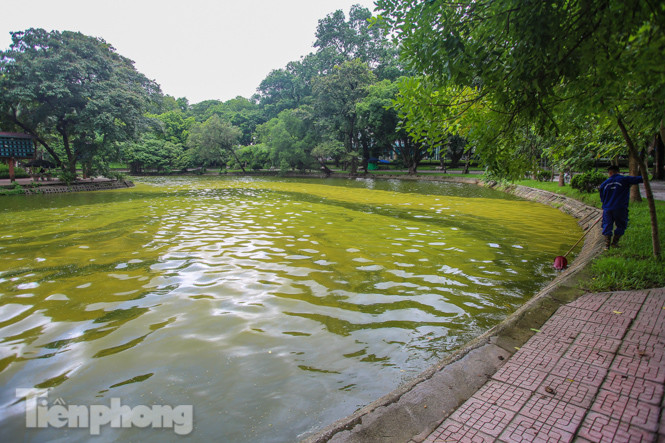 Mặt hồ Bách Thảo bất ngờ đổi màu lạ ảnh 7