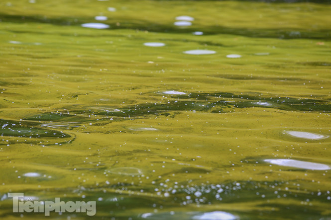 Mặt hồ Bách Thảo bất ngờ đổi màu lạ ảnh 8