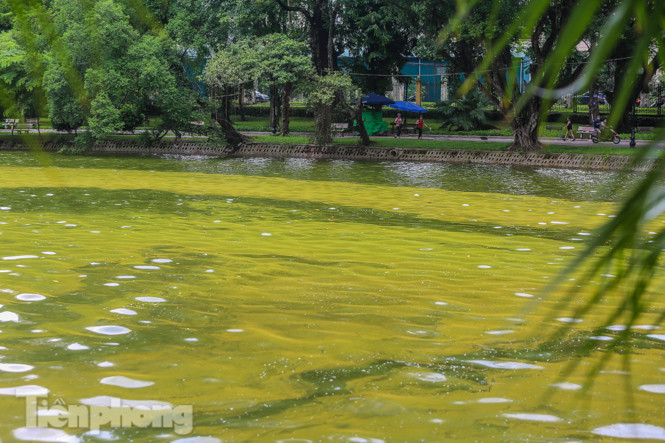 Mặt hồ Bách Thảo bất ngờ đổi màu lạ ảnh 9