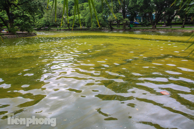 Mặt hồ Bách Thảo bất ngờ đổi màu lạ ảnh 10