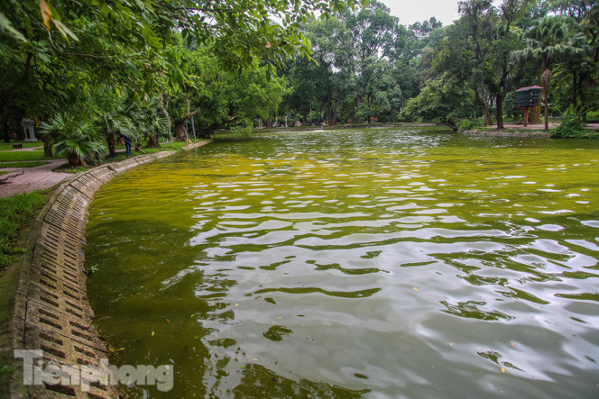 Mặt hồ Bách Thảo bất ngờ đổi màu lạ ảnh 11