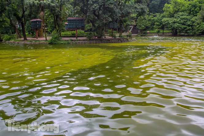 Mặt hồ Bách Thảo bất ngờ đổi màu lạ ảnh 12