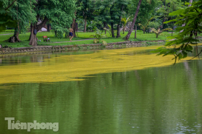 Mặt hồ Bách Thảo bất ngờ đổi màu lạ ảnh 2