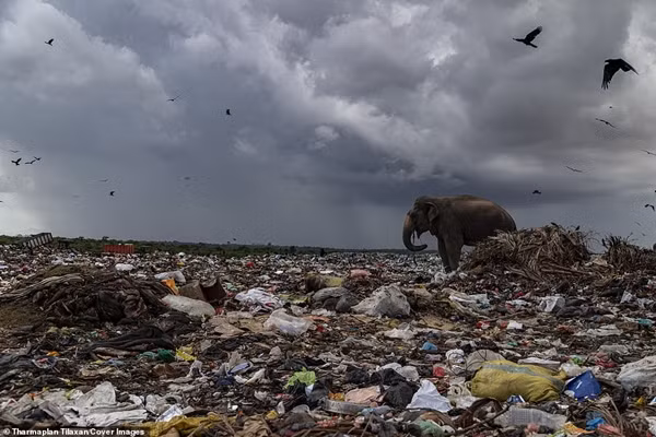 Con người đổ hết rác vào rừng, khiến đàn voi phải ăn rác, ăn rất nhiều túi nylon, đồ nhựa ảnh 2