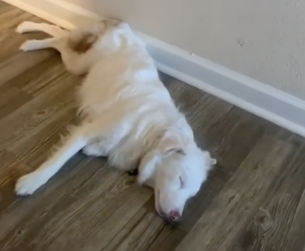 Tại sao câu chuyện người chủ đánh thức chú chó dậy lại nhận được 13 triệu lượt “like“? ảnh 1