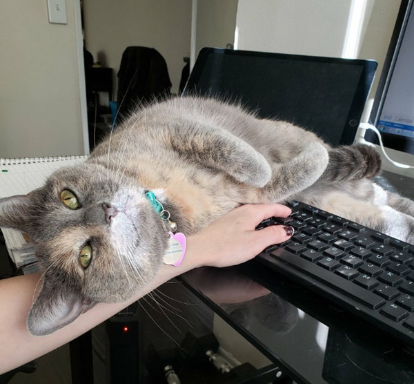 Tha hồ cười: Cộng đồng mạng chia sẻ ảnh học và làm việc ở nhà với thú cưng thời cách ly ảnh 5