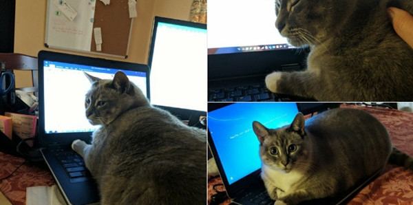 Tha hồ cười: Cộng đồng mạng chia sẻ ảnh học và làm việc ở nhà với thú cưng thời cách ly ảnh 8