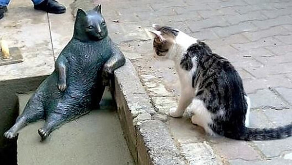Lý do khiến chú mèo hoang trở nên nổi tiếng và được dựng hẳn tượng đồng giữa thành phố ảnh 4