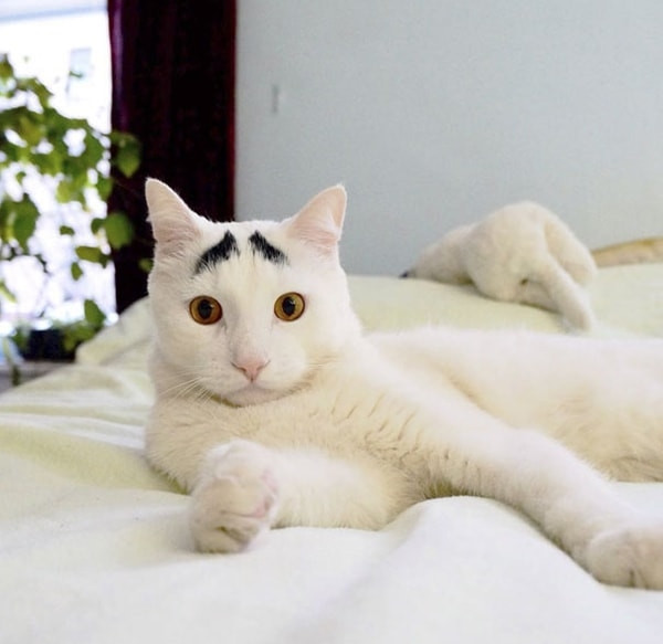 10 bạn mèo có bộ lông quá độc: Hình trái tim trên người, mang “mặt nạ Người Dơi”... ảnh 6