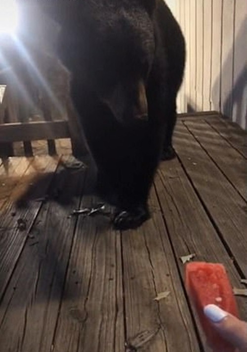 Cho gấu ăn dưa hấu rồi chụp ảnh khoe trên mạng, cô gái không biết mình đối diện hậu quả gì ảnh 1