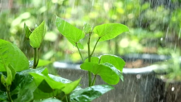 Cuối cùng thì mưa cũng tới... Muốn đón những cơn mưa, bạn cần chuẩn bị từ mùa khô ảnh 3