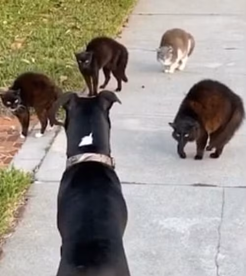 Can đảm hơn là thắng: “Team” mèo đường phố khiến chó to cũng sợ chạy mất hút ảnh 1