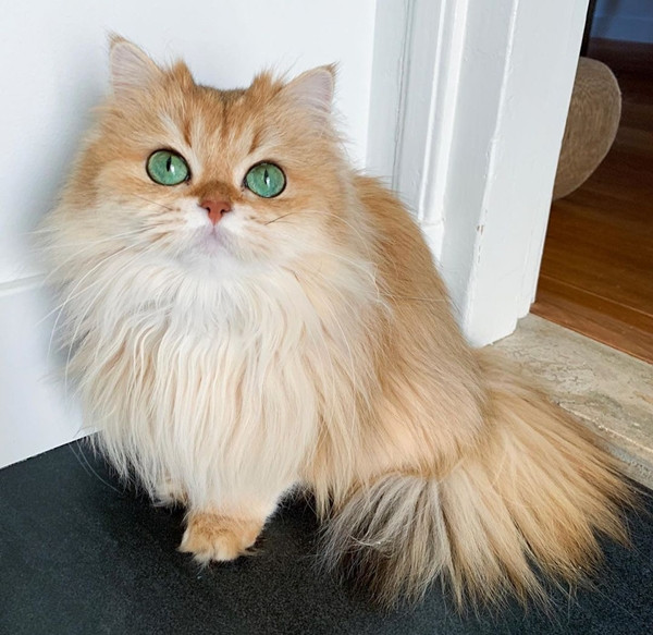 Smoothie - chú mèo không bao giờ có nổi một bức ảnh xấu! ảnh 5